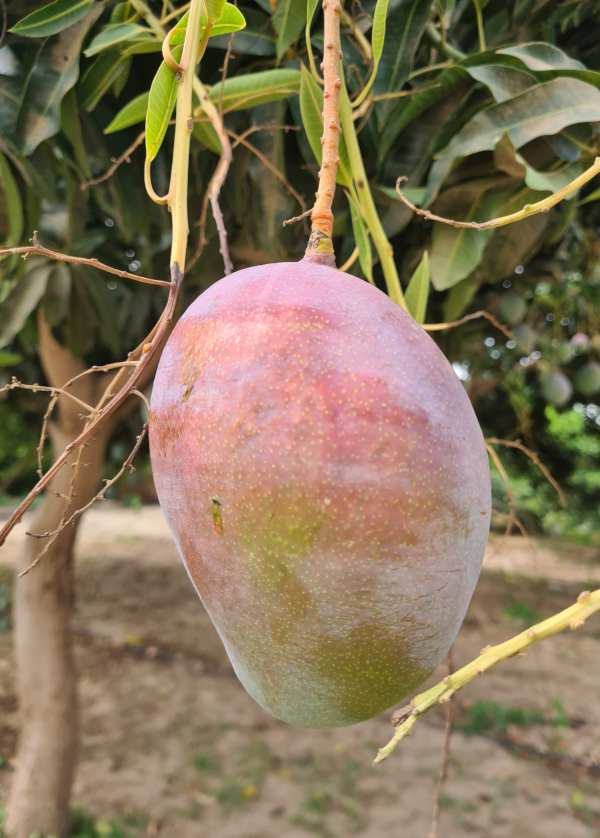Mangue Kent Ladylices